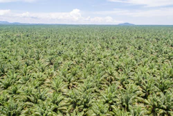 Los proveedores de aceite de palma de Mondelēz International han alcanzado niveles de trazabilidad líderes en la industria.