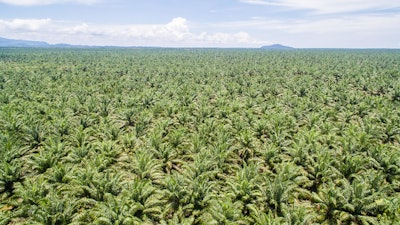 Los proveedores de aceite de palma de Mondelēz International han alcanzado niveles de trazabilidad líderes en la industria.