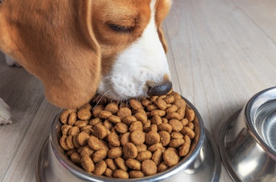 Dog Food in Mexico 2019, Reporte de Euromonitor International muestra el auge que está teniendo la comida para perros en el país