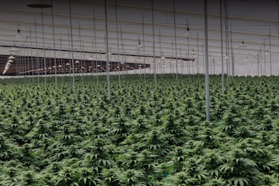 Cannabis medicinal de Colombia para el mundo