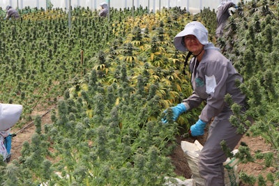 Cannabis medicinal de Colombia para el mundo