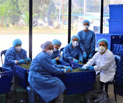 Cannabis medicinal de Colombia para el mundo