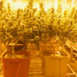 Mercado de envases de cannabis hasta 2024