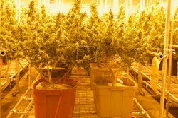 Mercado de envases de cannabis hasta 2024