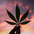 Uso recreativo del cannabis gana terreno en México