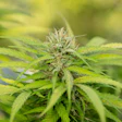 Crystalweed Cannabis N Hs88 Gm Lo8 Unsplash