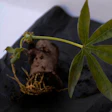 bioplásticos de yuca