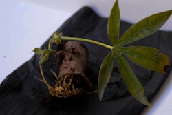 bioplásticos de yuca