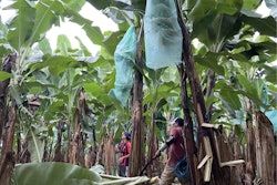 Banaflex Transcontinental