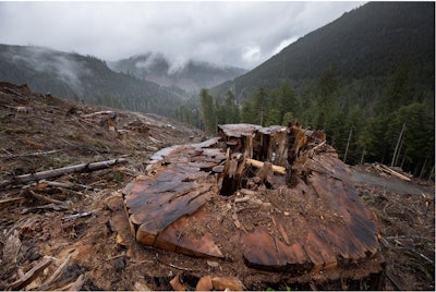 Según Canopy, cada año se talan 3.000 millones de árboles, muchos de los cuales pertenecen a los bosques más antiguos y ricos en carbono y biodiversidad del mundo, para satisfacer la demanda mundial de envases de papel.
